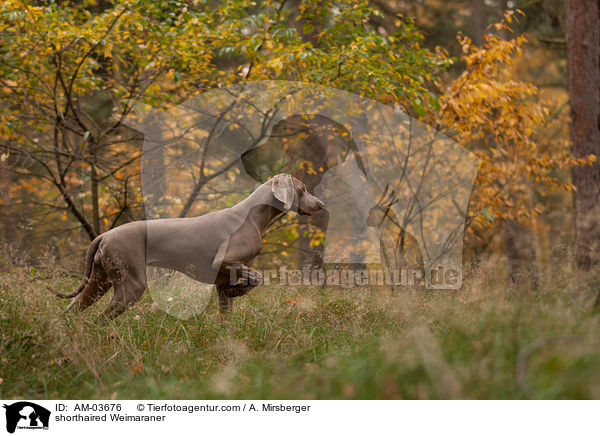 Kurzhaarweimaraner / shorthaired Weimaraner / AM-03676