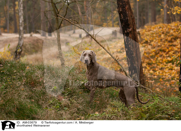 Kurzhaarweimaraner / shorthaired Weimaraner / AM-03679