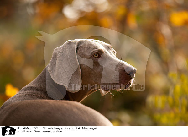 Kurzhaarweimaraner Portrait / shorthaired Weimaraner portrait / AM-03693