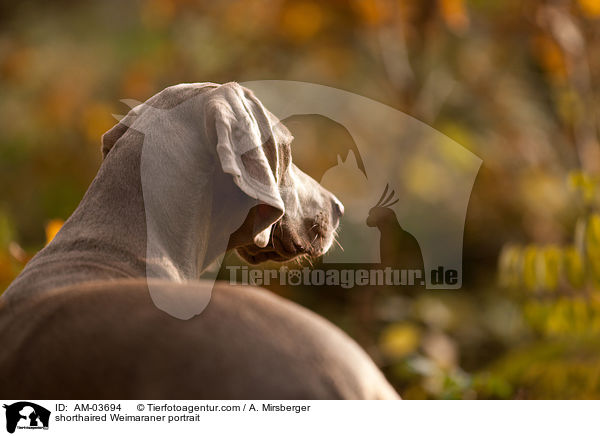 Kurzhaarweimaraner Portrait / shorthaired Weimaraner portrait / AM-03694