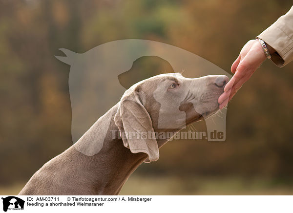 Kurzhaarweimaraner wird gefttert / feeding a shorthaired Weimaraner / AM-03711