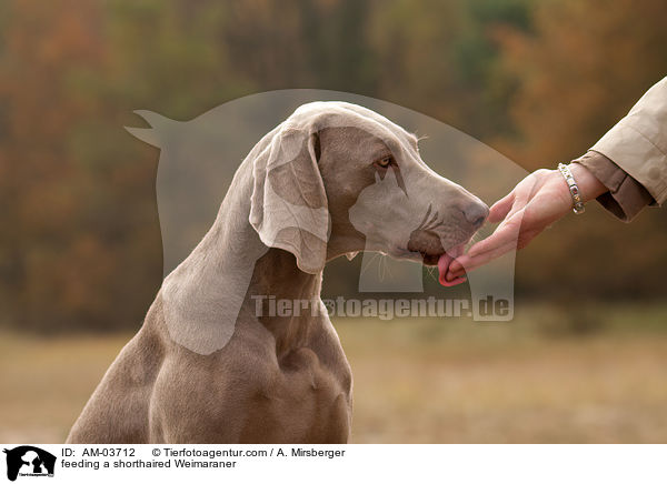 Kurzhaarweimaraner wird gefttert / feeding a shorthaired Weimaraner / AM-03712