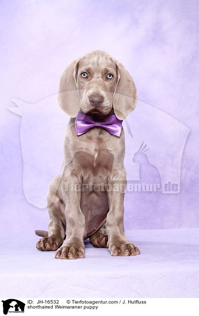 Kurzhaarweimaraner Welpe / shorthaired Weimaraner puppy / JH-16532