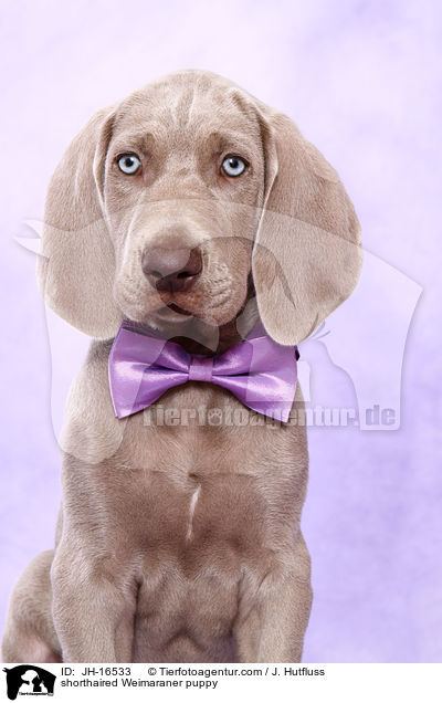 shorthaired Weimaraner puppy / JH-16533