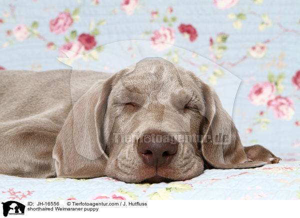 Kurzhaarweimaraner Welpe / shorthaired Weimaraner puppy / JH-16556