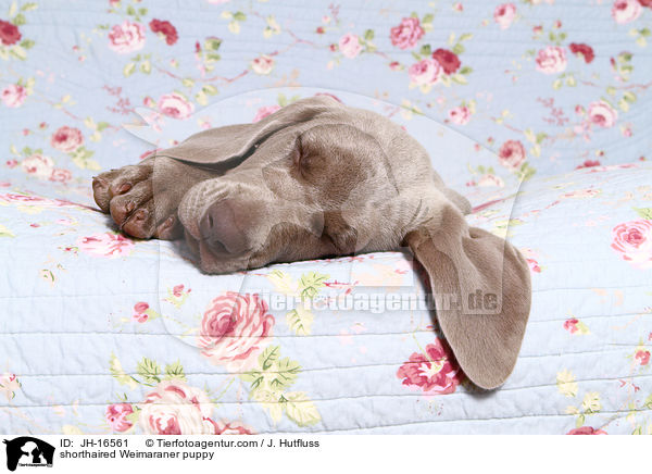 Kurzhaarweimaraner Welpe / shorthaired Weimaraner puppy / JH-16561