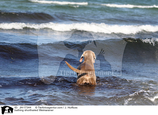 badender Kurzhaarweimaraner / bathing shorthaired Weimaraner / JH-17344