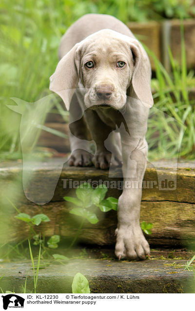 Kurzhaarweimaraner Welpe / shorthaired Weimaraner puppy / KL-12230