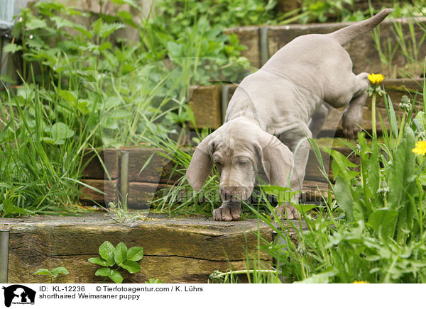 Kurzhaarweimaraner Welpe / shorthaired Weimaraner puppy / KL-12236