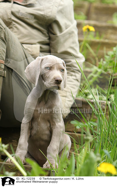 Kurzhaarweimaraner Welpe / shorthaired Weimaraner puppy / KL-12239