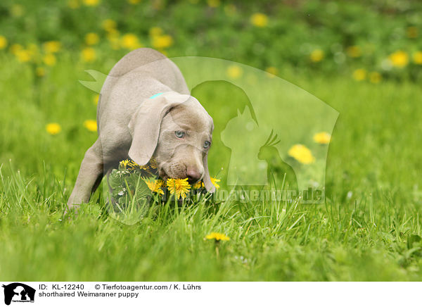 shorthaired Weimaraner puppy / KL-12240