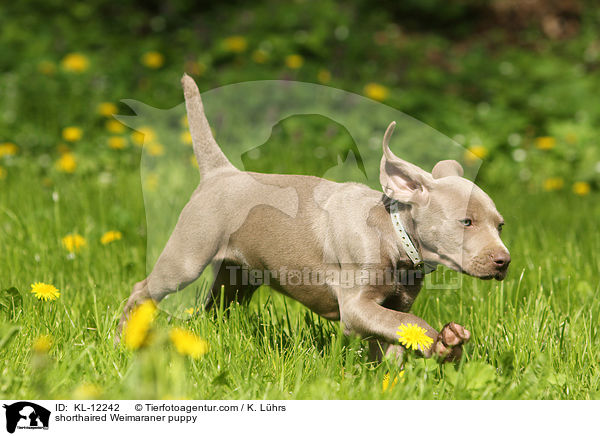 shorthaired Weimaraner puppy / KL-12242