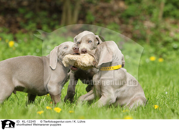 Kurzhaarweimaraner Welpen / shorthaired Weimaraner puppies / KL-12245