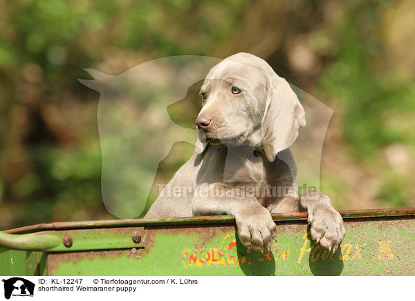 shorthaired Weimaraner puppy / KL-12247