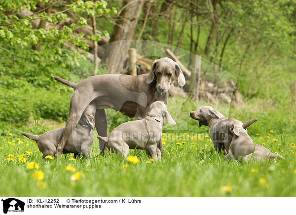 shorthaired Weimaraner puppies / KL-12252