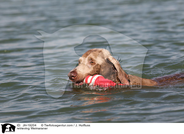 apportierender Weimaraner / retrieving Weimaraner / JH-19204