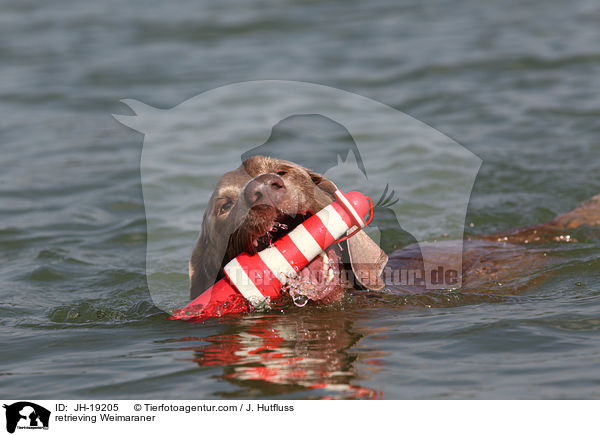 apportierender Weimaraner / retrieving Weimaraner / JH-19205