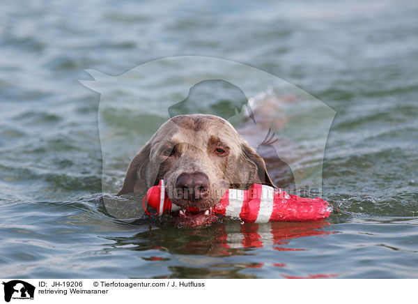 apportierender Weimaraner / retrieving Weimaraner / JH-19206