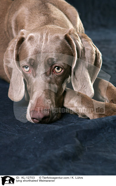 liegender Kurzhaarweimaraner / lying shorthaired Weimaraner / KL-12703