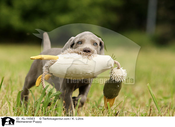 Weimaraner Welpe / Weimaraner Puppy / KL-14563