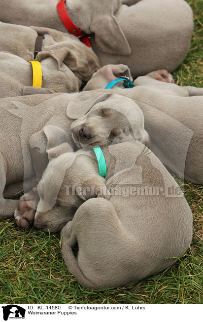 Weimaraner Puppies / KL-14580