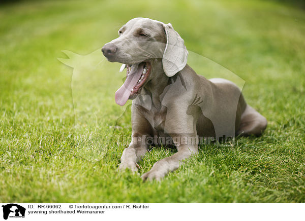 ghnender Kurzhaarweimaraner / yawning shorthaired Weimaraner / RR-66062