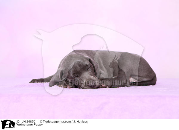 Weimaraner Welpe / Weimaraner Puppy / JH-24856