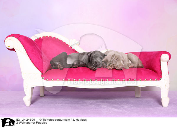 2 Weimaraner Welpen / 2 Weimaraner Puppies / JH-24899