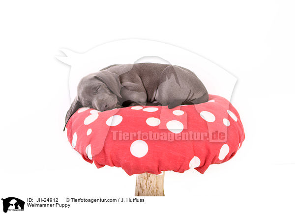 Weimaraner Welpe / Weimaraner Puppy / JH-24912