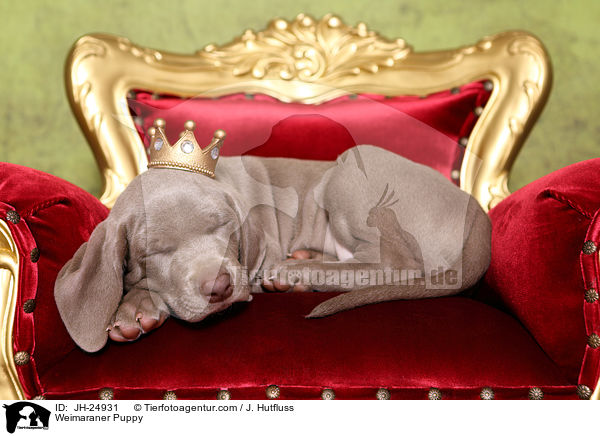 Weimaraner Welpe / Weimaraner Puppy / JH-24931