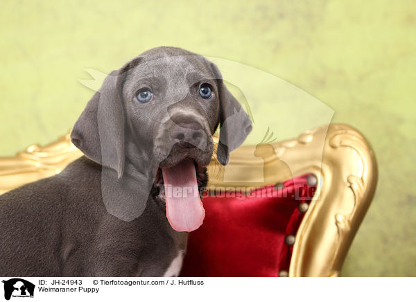 Weimaraner Welpe / Weimaraner Puppy / JH-24943