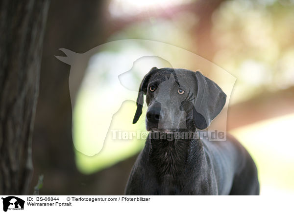 Weimaraner Portrait / Weimaraner Portrait / BS-06844