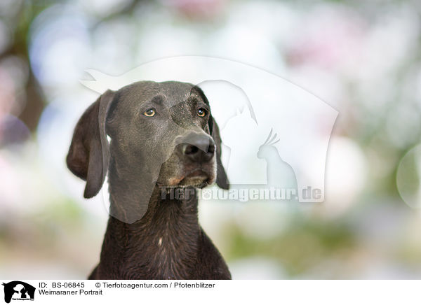 Weimaraner Portrait / Weimaraner Portrait / BS-06845