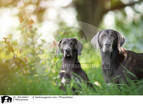 2 Weimaraner / 2 Weimaraner / BS-06847