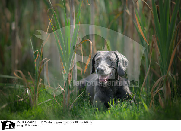 liegender Weimaraner / lying Weimaraner / BS-06851