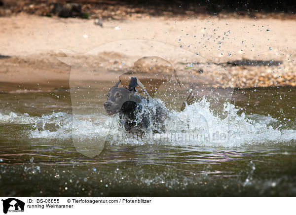 rennender Weimaraner / running Weimaraner / BS-06855