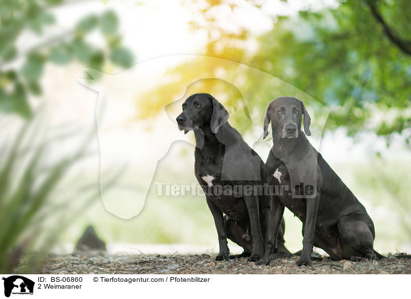 2 Weimaraner / 2 Weimaraner / BS-06860