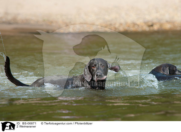 2 Weimaraner / 2 Weimaraner / BS-06871