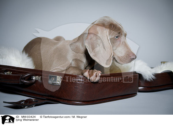 liegender Weimaraner / lying Weimaraner / MW-03424