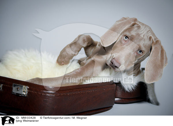 liegender Weimaraner / lying Weimaraner / MW-03428