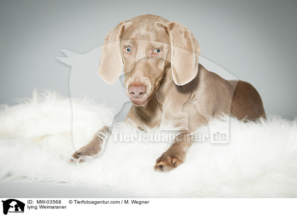 liegender Weimaraner / lying Weimaraner / MW-03568