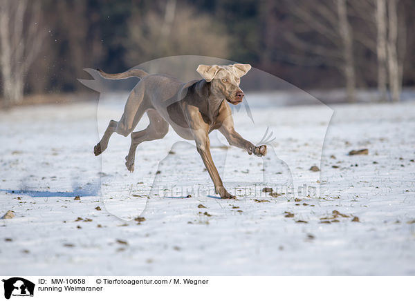 running Weimaraner / MW-10658