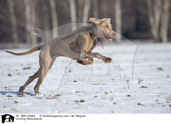 running Weimaraner / MW-10664