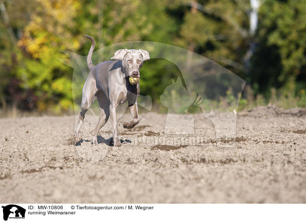 running Weimaraner / MW-10806