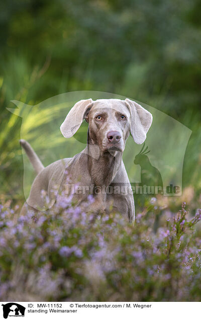 stehender Weimaraner / standing Weimaraner / MW-11152