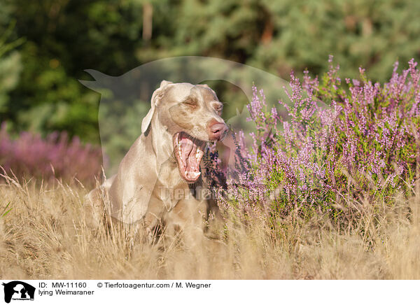 liegender Weimaraner / lying Weimaraner / MW-11160