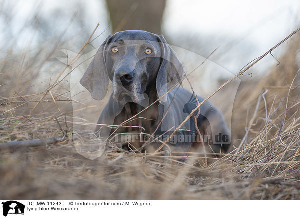 liegender blauer Weimaraner / lying blue Weimaraner / MW-11243