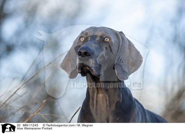 blauer Weimaraner Portrait / blue Weimaraner Portrait / MW-11245