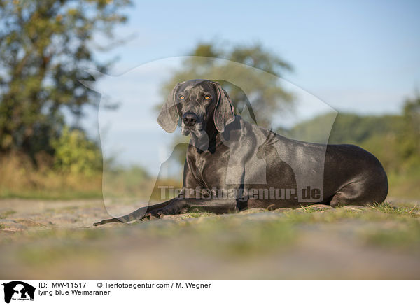 liegender blauer Weimaraner / lying blue Weimaraner / MW-11517