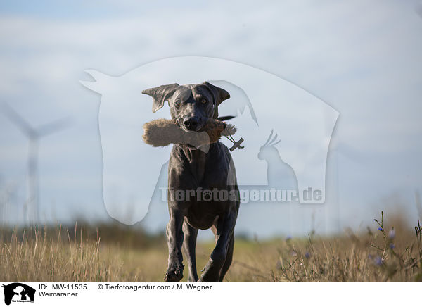 Weimaraner / Weimaraner / MW-11535